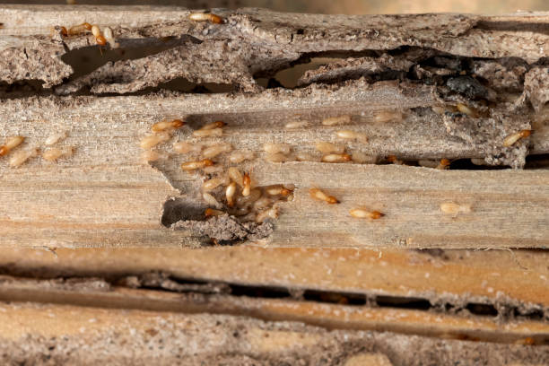 Best Rat Extermination Near Me  in Daisetta, TX