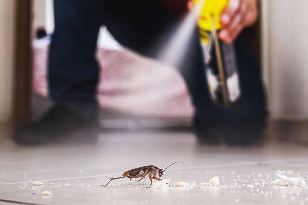 Best Pest Removal Services  in Daisetta, TX